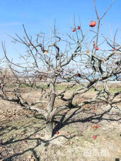 20公分龙爪柿子树