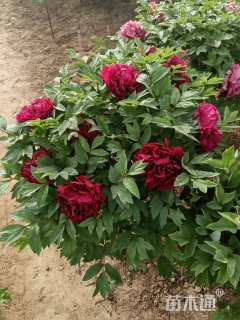 高度25厘米牡丹