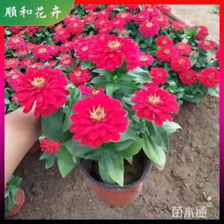 高度20厘米百日草
