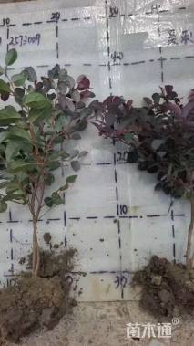 高度30厘米红花继木