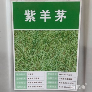 高羊茅