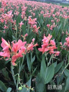 高度80厘米美人蕉