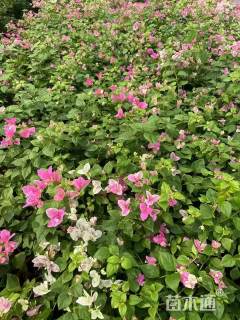 高度30厘米红樱三角梅