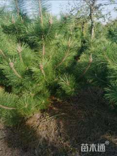 高度150厘米黑松