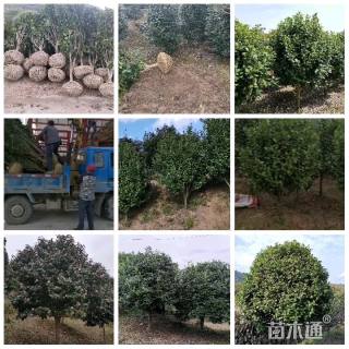 高度260厘米茶花-红露珍