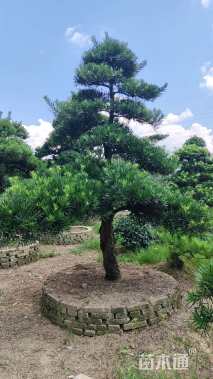 移栽苗造型罗汉松