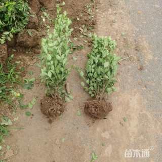 高度50厘米胶东卫矛