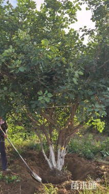 高度500厘米丛生黄栌