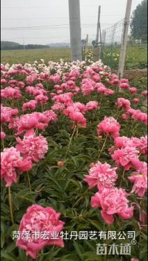 高度75厘米芍药