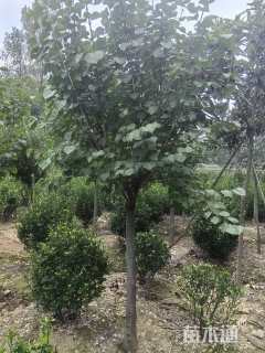 高度250厘米丁香