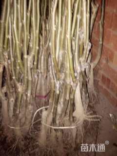 高度80厘米核桃