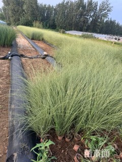 高度30厘米晨光芒