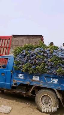 高度70厘米大叶黄杨