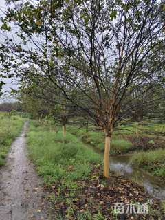 高度380厘米红花紫薇