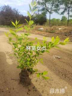 高度50厘米金叶女贞
