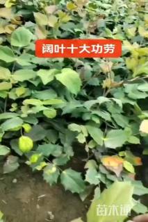 高度40厘米阔叶十大功劳