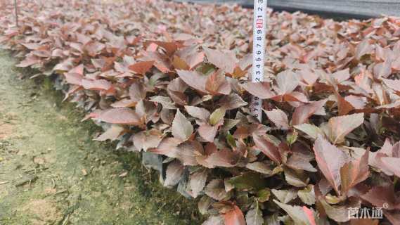 高度20厘米红桑