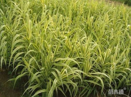 花叶芦竹