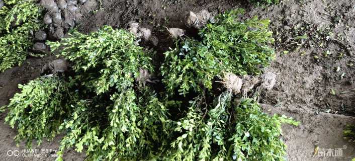 高度35厘米小叶黄杨