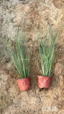 高度25厘米细叶芒