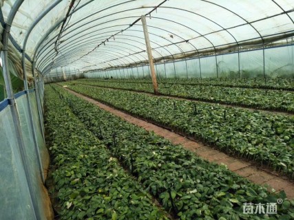 高度10厘米玫瑰