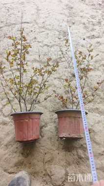 高度45厘米天鹅绒紫薇