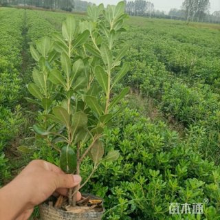 高度40厘米海桐小苗