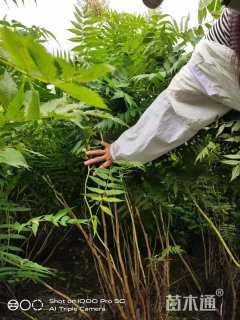 高度100厘米华北珍珠梅