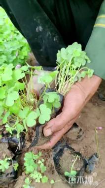 高度30厘米紫叶酢浆草