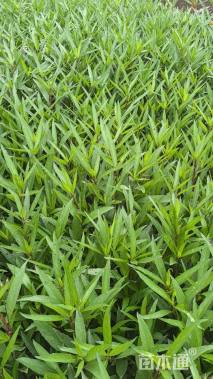 高度20厘米翠芦莉