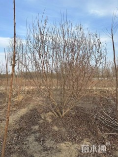 高度150厘米丛生黄栌