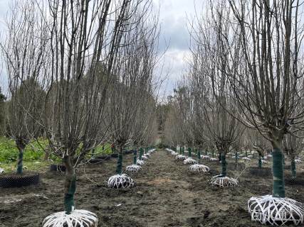 12公分西府海棠