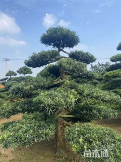 移栽苗造型罗汉松