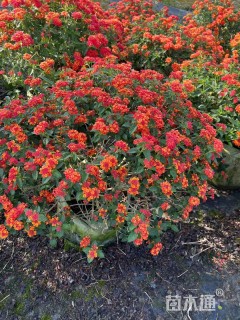 高度30厘米福禄考