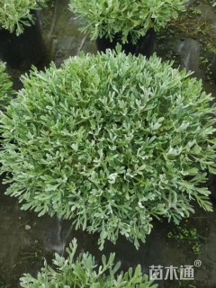 高度20厘米芙蓉菊