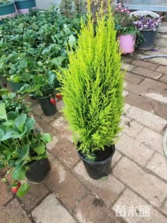 高度60厘米甘松