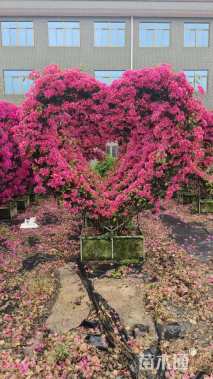 高度280厘米三角梅