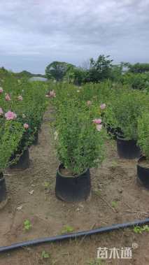 高度70厘米木槿