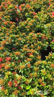 高度25厘米龙船花