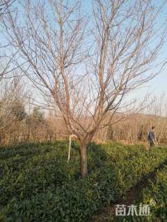 7公分染井吉野樱