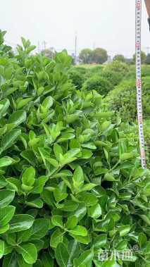 冠幅120厘米大叶黄杨球