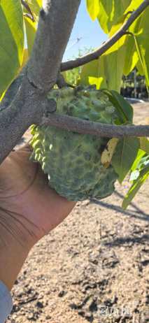 高度200厘米番荔枝