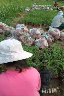 高度20厘米萱草