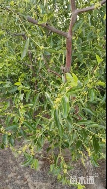 高度250厘米冬枣