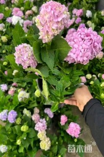 高度25厘米绣球