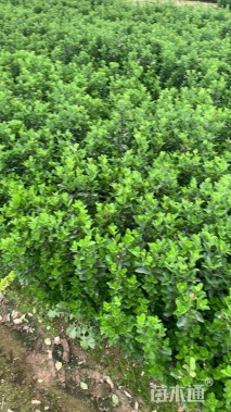 高度45厘米大叶黄杨