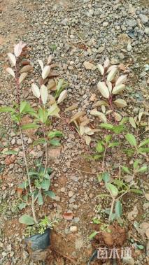 高度50厘米红叶石楠小苗