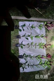 高度30厘米红叶石楠小苗