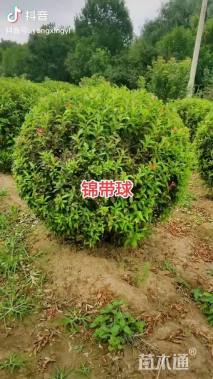 高度60厘米锦带