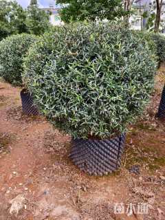 高度100厘米尖叶木樨榄